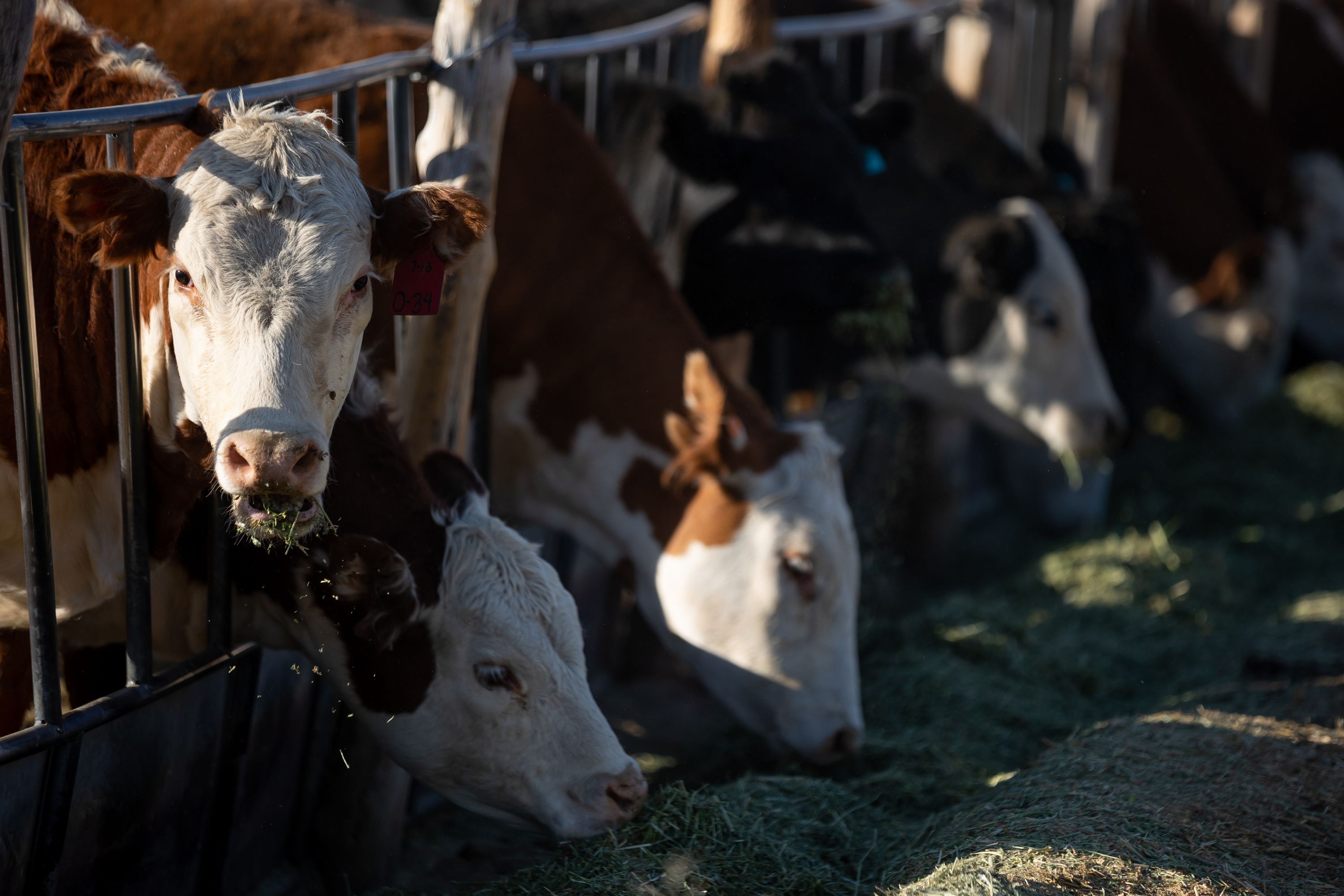 Cattle eat on Reyes Carballo’s ranch in Parowan on June 21, 2021. Meatpackers in Utah will compete for a cut of the $1 billion tranche of federal money being made available to small and midsize processors in an attempt to increase competition, fairness and resiliency in the notoriously concentrated meat market.