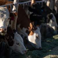 Will local meatpackers take advantage of federal dollars? Utah's food security at stake
