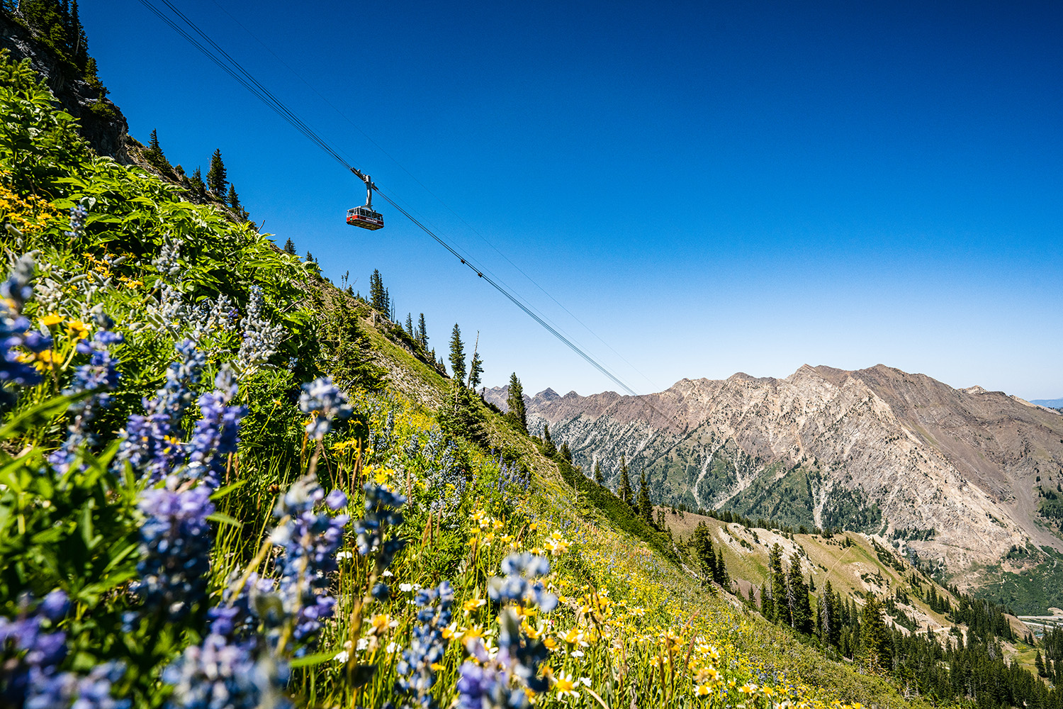 Earn $20-$30 per hour and a season pass at Snowbird this summer