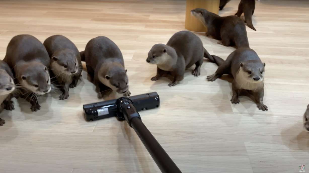 An image from a video out of Japan shows how a raft of otters reacts to a vacuum cleaner.