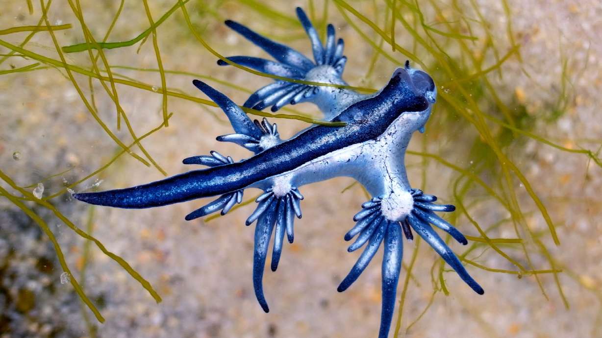 A glaucus atlanticus, or "blue dragon," washed ashore on Mustang Island, Texas. A man and woman on vacation in Texas spotted the tiny blue and white creature no longer than an inch clinging to a rock.