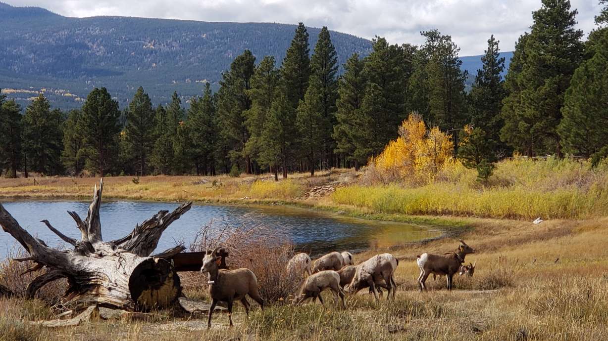 Bighorn sheep wandering around the Greens Lake area in Dutch John, Daggett County. Funds raised for conservation from conservation permits this year, which include rare bighorn sheep permits, reached $4.2 million this year, according to state wildlife officials.