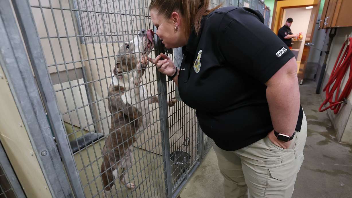 South Salt Lake Animal Services supervisor Jenica Laws plays with a dog at the shelter on April 5. Animal shelters are seeing more pets being dropped off.