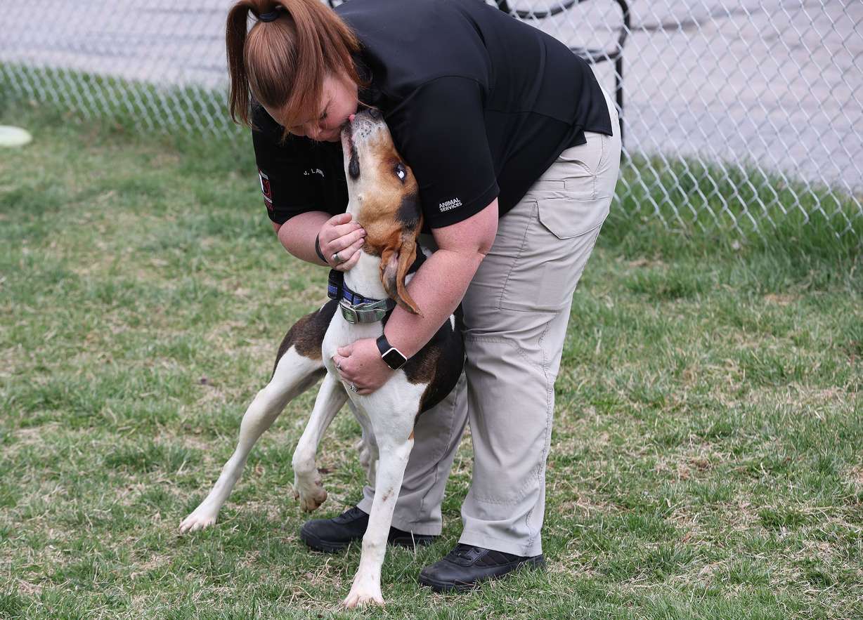 South Salt Lake Animal Services supervisor Jenica Laws plays with a dog at the shelter on Tuesday, April 5. Animal shelters are seeing more pets being dropped off.
