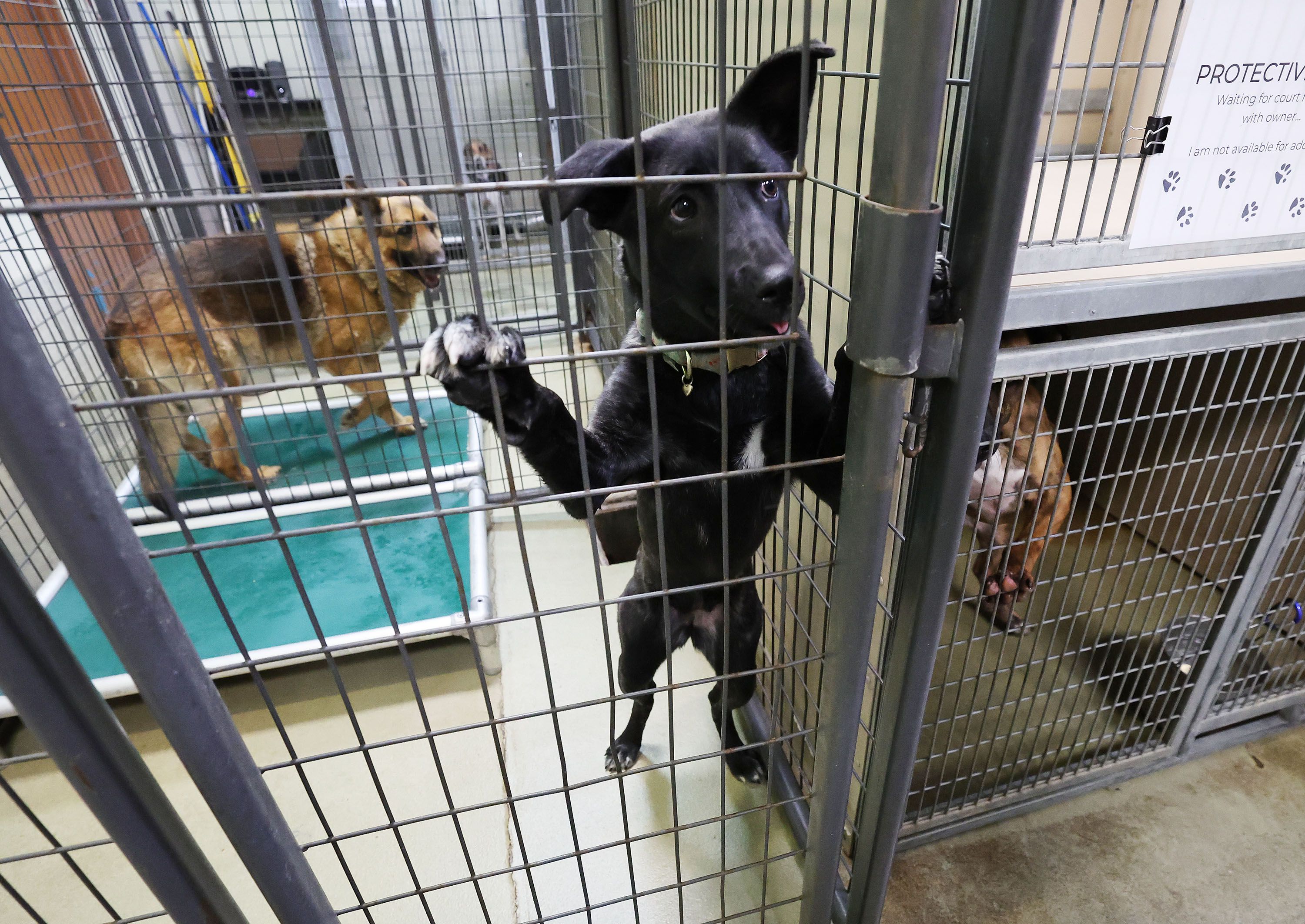 Dogs are caged at South Salt Lake Animal Services on Tuesday, April 5. Animal shelters are seeing more pets being dropped off.