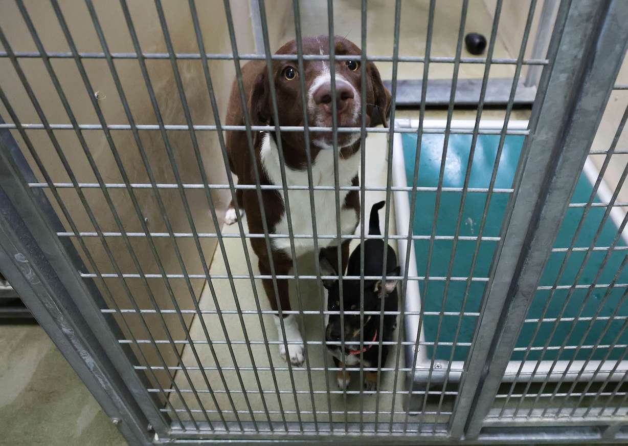 Dogs are caged at South Salt Lake Animal Services on Tuesday, April 5. Animal shelters are seeing more pets being dropped off.