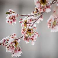 What this week's cold snap means for Utah's blossoming trees