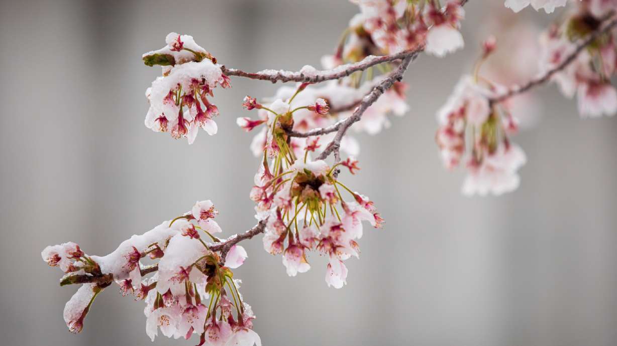 Snow covers the cherry blossoms outside the Utah State Capitol Tuesday morning.
