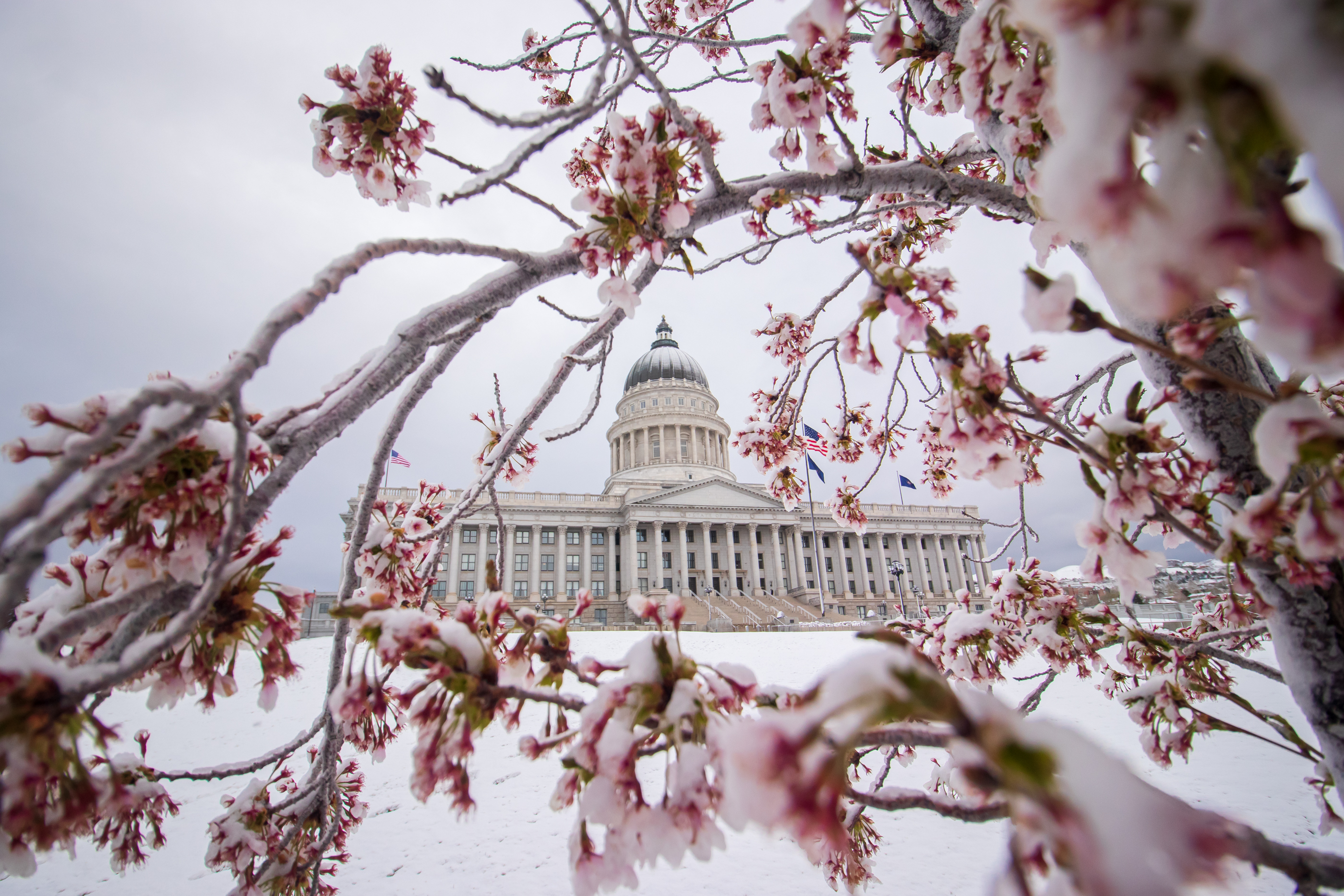 Snow covers the cherry blossoms outside of the Utah State Capitol Tuesday morning.