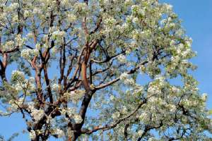 Pollen Count