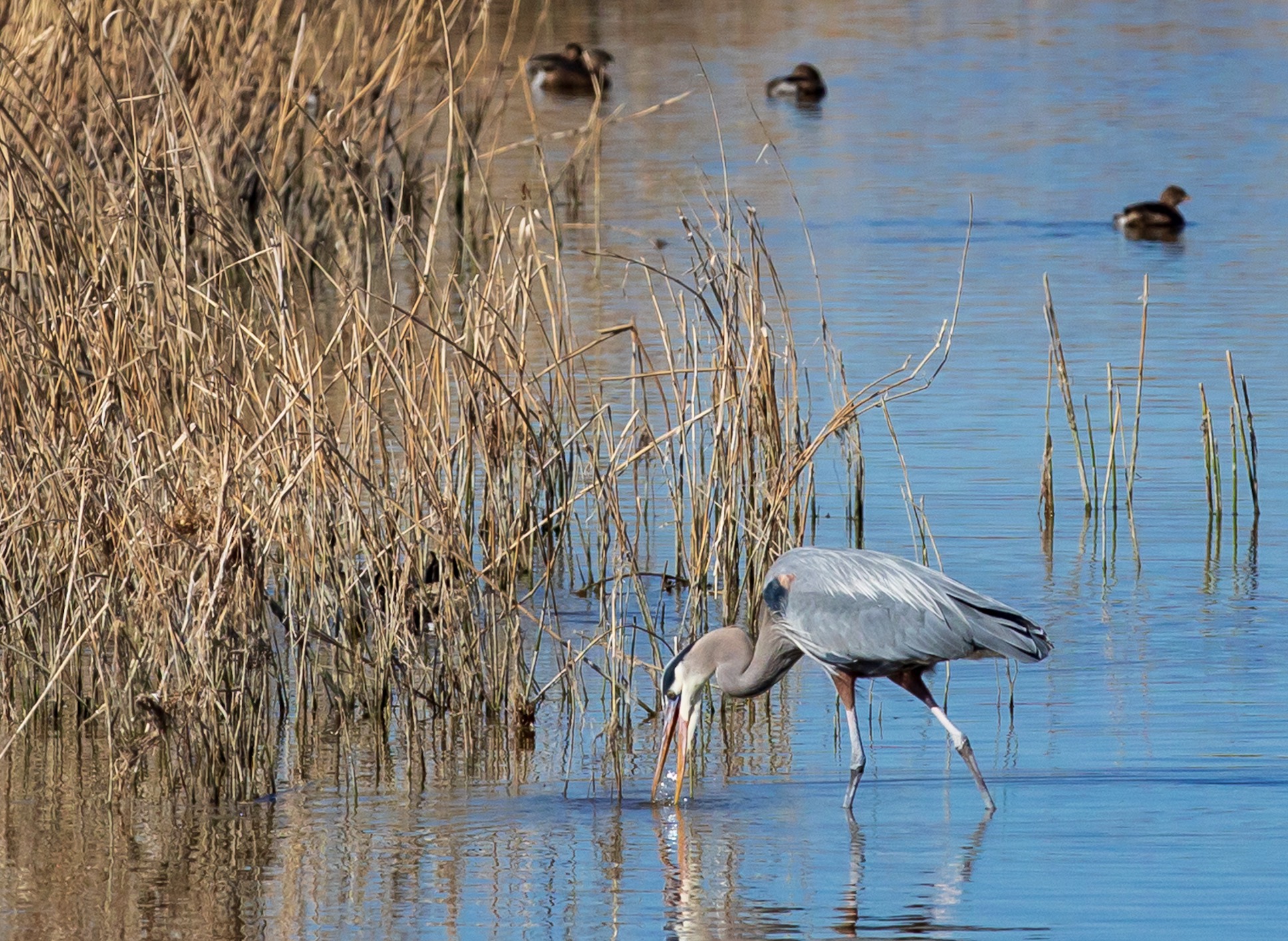 A great blue heron searching for food at Farmington Bay on Saturday, Feb. 19. Farmington Bay is one of several migratory areas for birds at the Great Salt Lake.