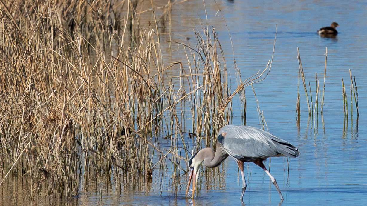A great blue heron at Farmington Bay on Feb. 19, 2022. The Church of Jesus Christ of Latter-day Saints agreed to donate 5,700 water shares to send more water to the Farmington Bay area of the Great Salt Lake.