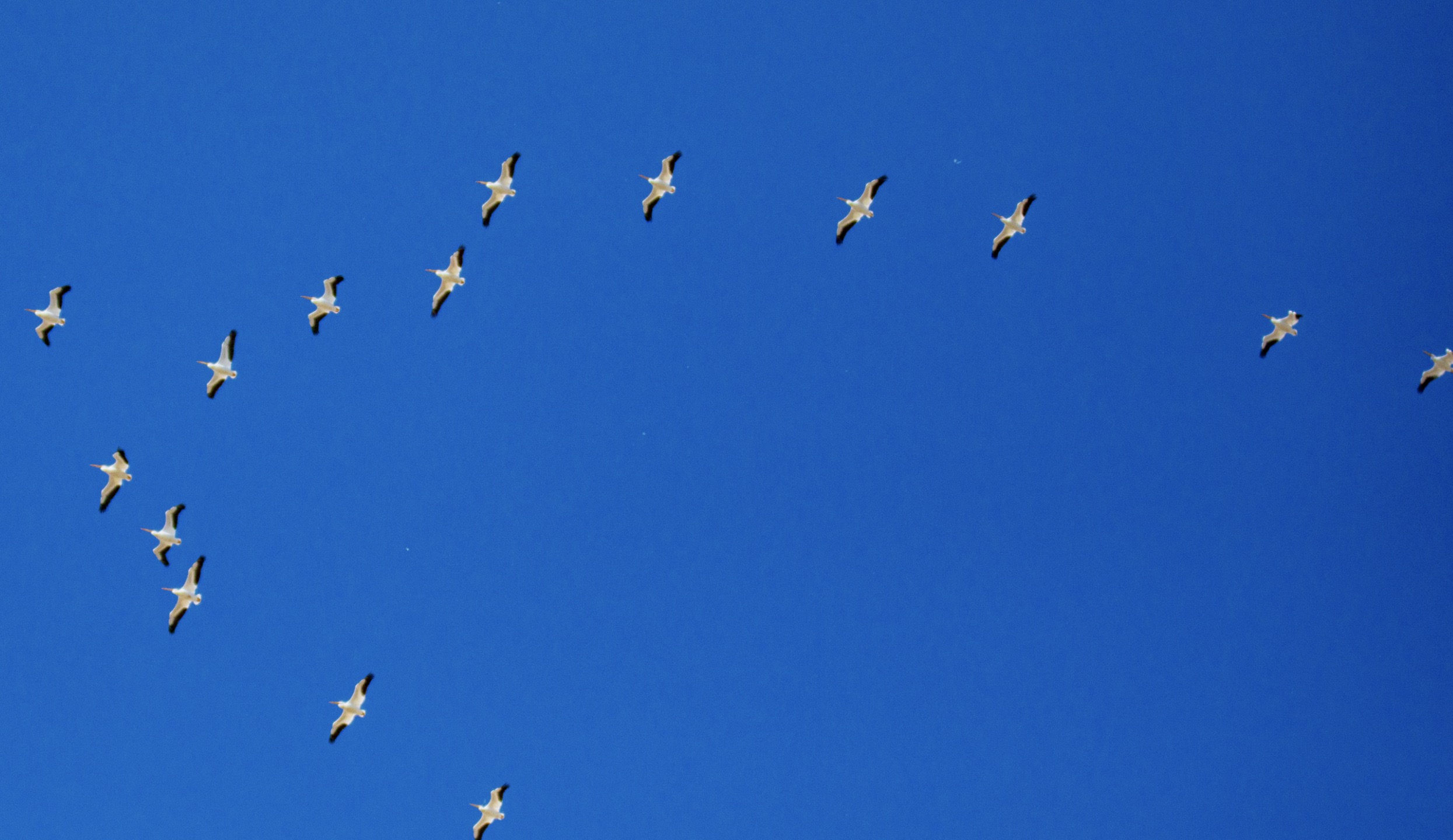 A pelican pod flies over Farmington Bay on Saturday, Feb. 19, 2022. Farmington Bay is one of several migratory areas for birds at the Great Salt Lake.