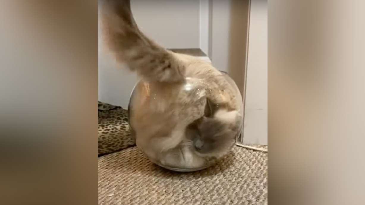 This image of a "ragdoll cat" who thinks she belongs in a fishbowl is from a YouTube video posted on April 2, 2020.