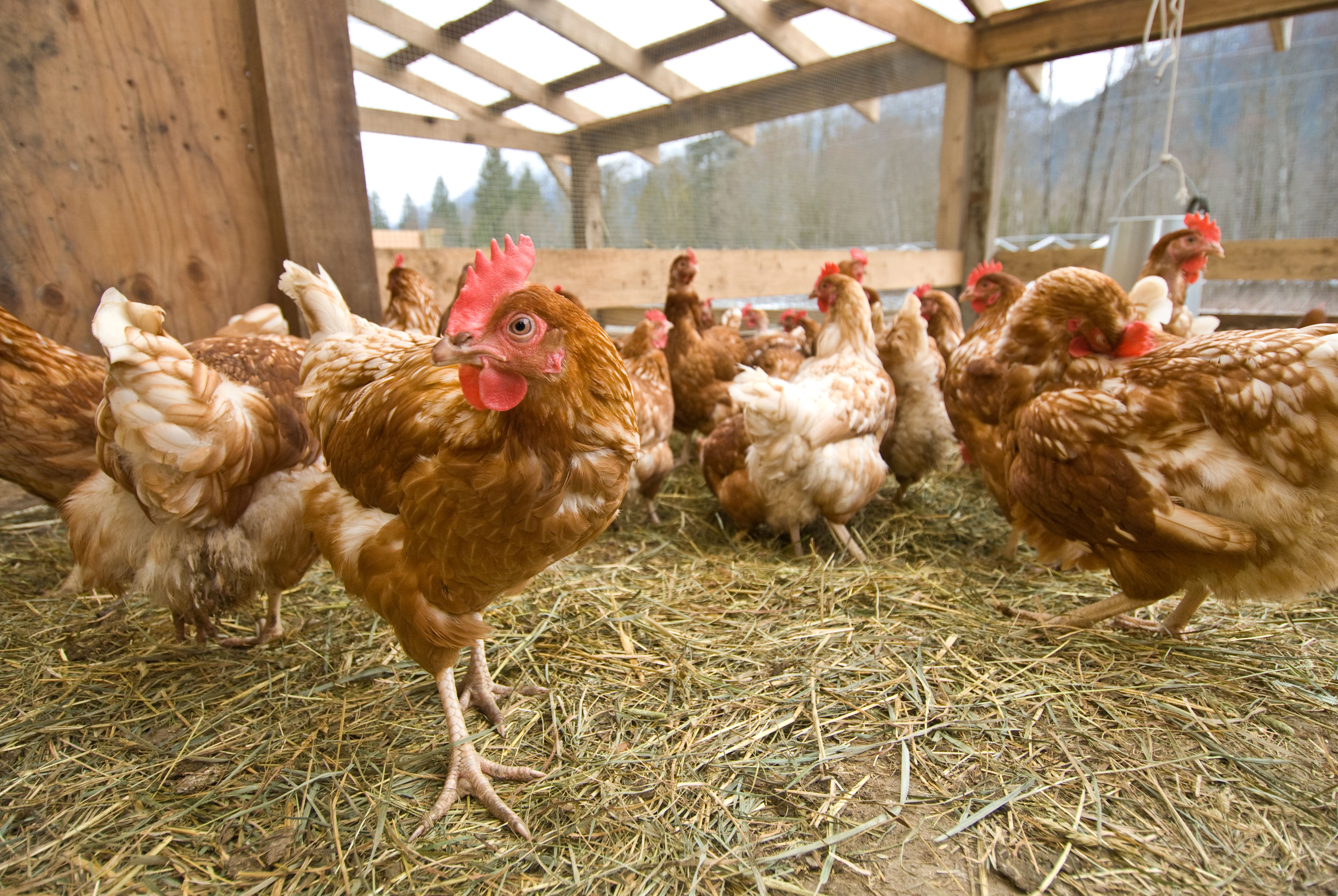 New bird flu cases were detected in a commercial chicken flock in Pennsylvania and a backyard flock in Utah, the U.S. Department of Agriculture said on Saturday, with the outbreak now having spread to more than 30 states in the country.