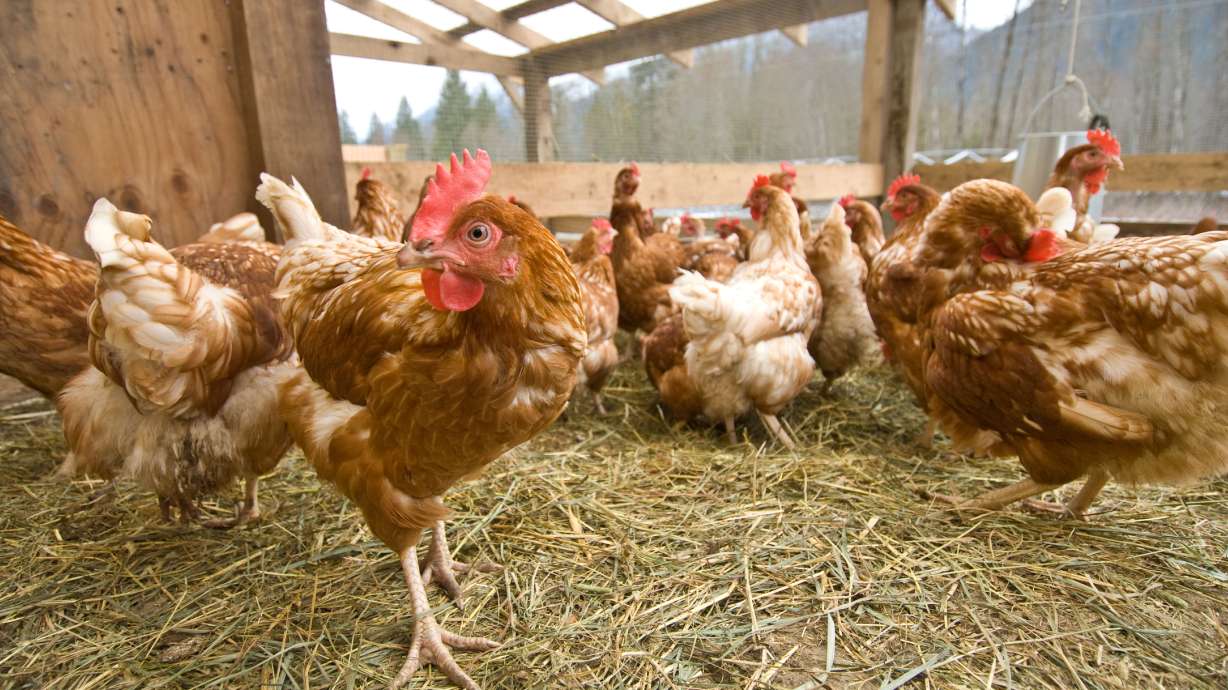De nouveaux cas de grippe aviaire identifiés en Pennsylvanie et en Utah, selon l’USDA De nouveaux cas de grippe aviaire identifiés en Pennsylvanie et en Utah, selon l’USDA
