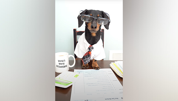 Have You Seen This? Dogs apparently need to do taxes, too