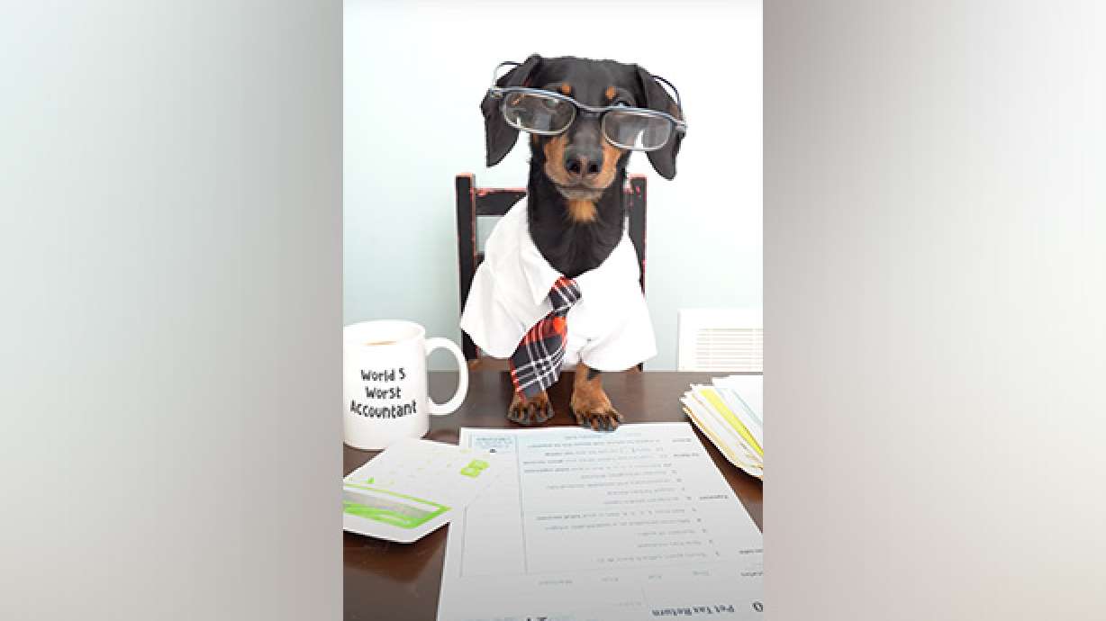 Did you know even dogs need to file their taxes? It does look easier for them than us.