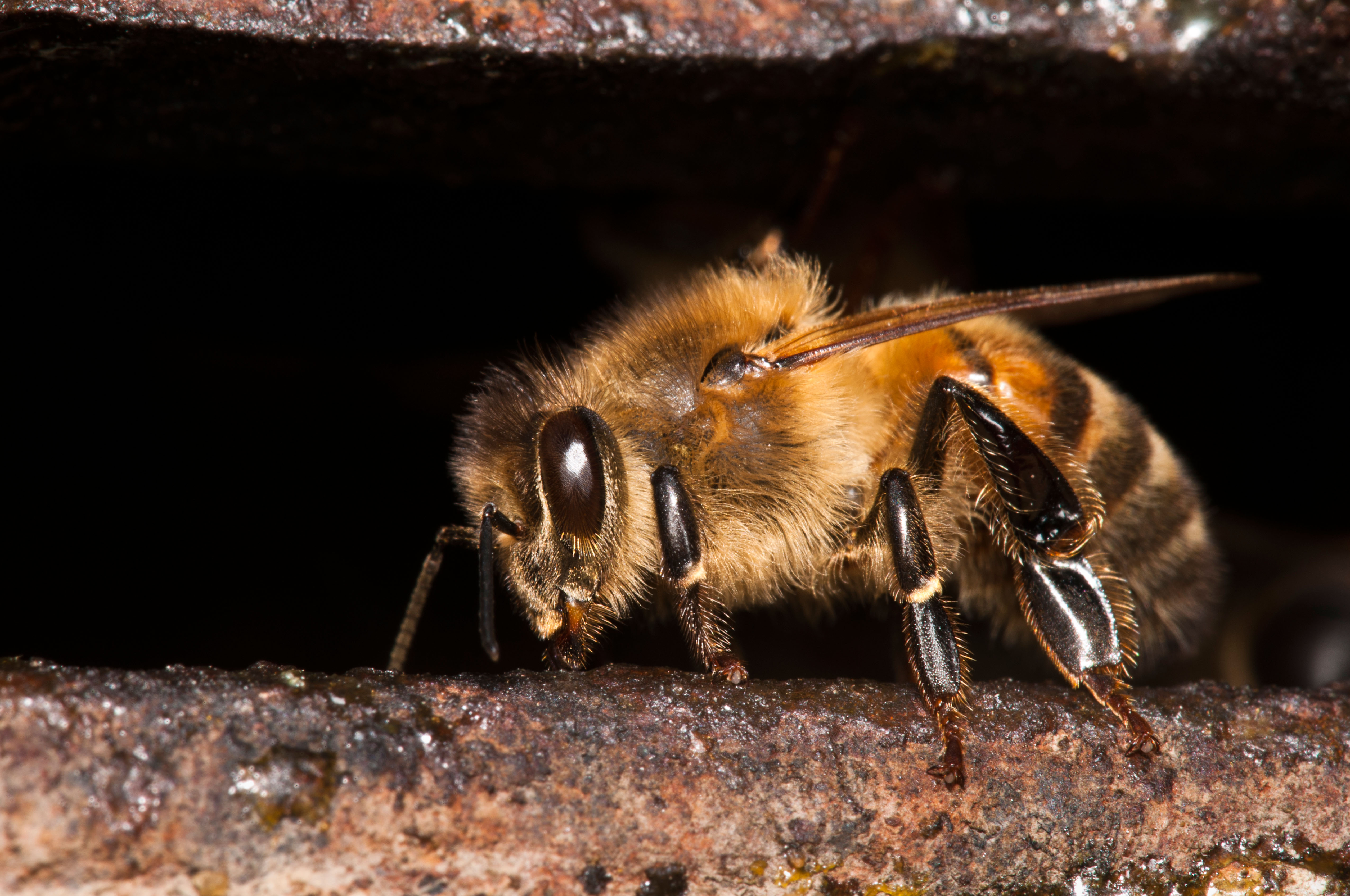 A honeybee guarding the entrance to the nest at Crossness Nature Rerserve, Bexley, Kent. With spring in full swing in Southern Utah, honeybees are busy gathering pollen and stocking their hives.