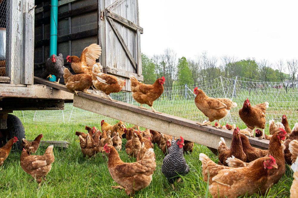 Utah Department of Agriculture and Food Utah officials say the first confirmed cases of the highly pathogenic avian influenza in Utah were from a small flock of chickens in a Utah County backyard.
