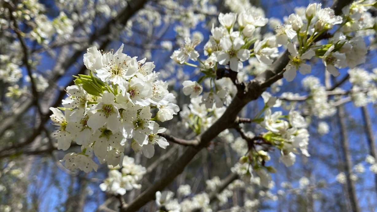 A callery pear is seen in Johns Creek, Ga. on March 13, 2021. A stinky but handsome and widely popular landscape tree has become an aggressive invader, creating dense thickets that overwhelm native plants and bear four-inch spikes that can flatten tractor tires.