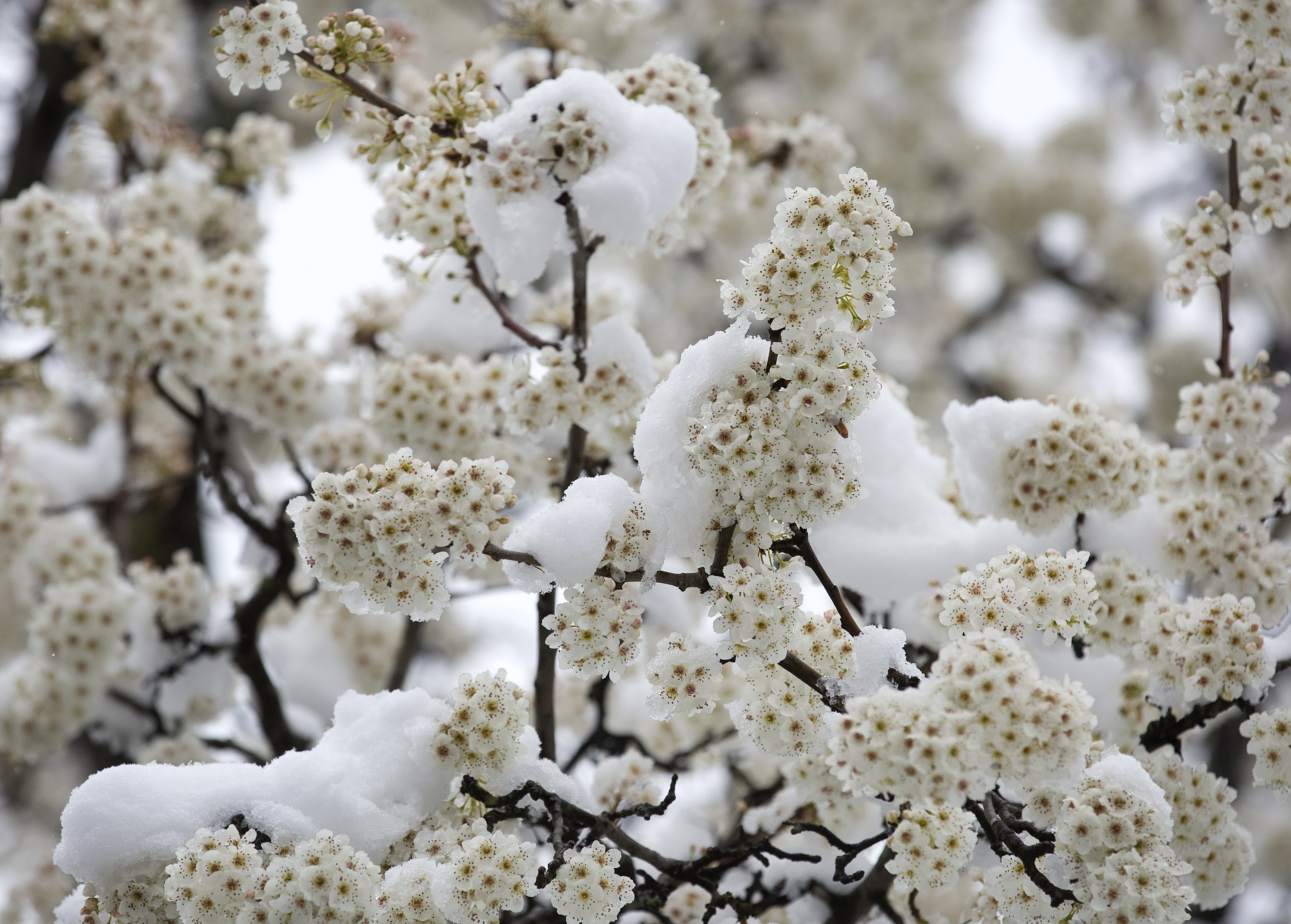 Snow covers blossoms on a Bradford Pear tree in Roanoke, Va., March 21, 2018. Their beauty and supposed sterility made Bradford pears a widely popular ornamental, but they wound up being pollinated by other ornamental varieties of Callery pears and turning highly invasive.