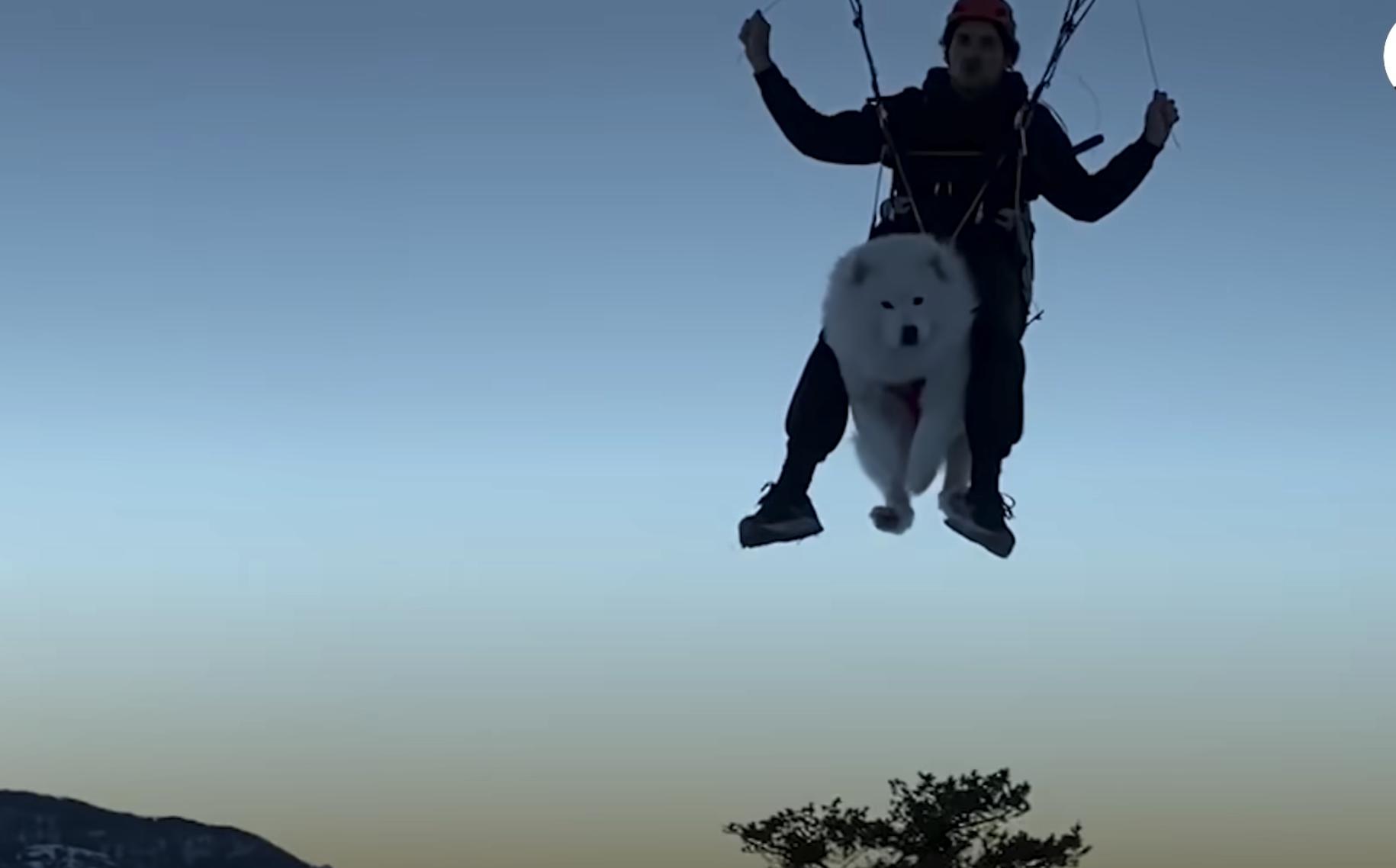 Ouka, the Samoyed dog, begs his dad to take him paragliding — watch the look on his face the first time they take off together.