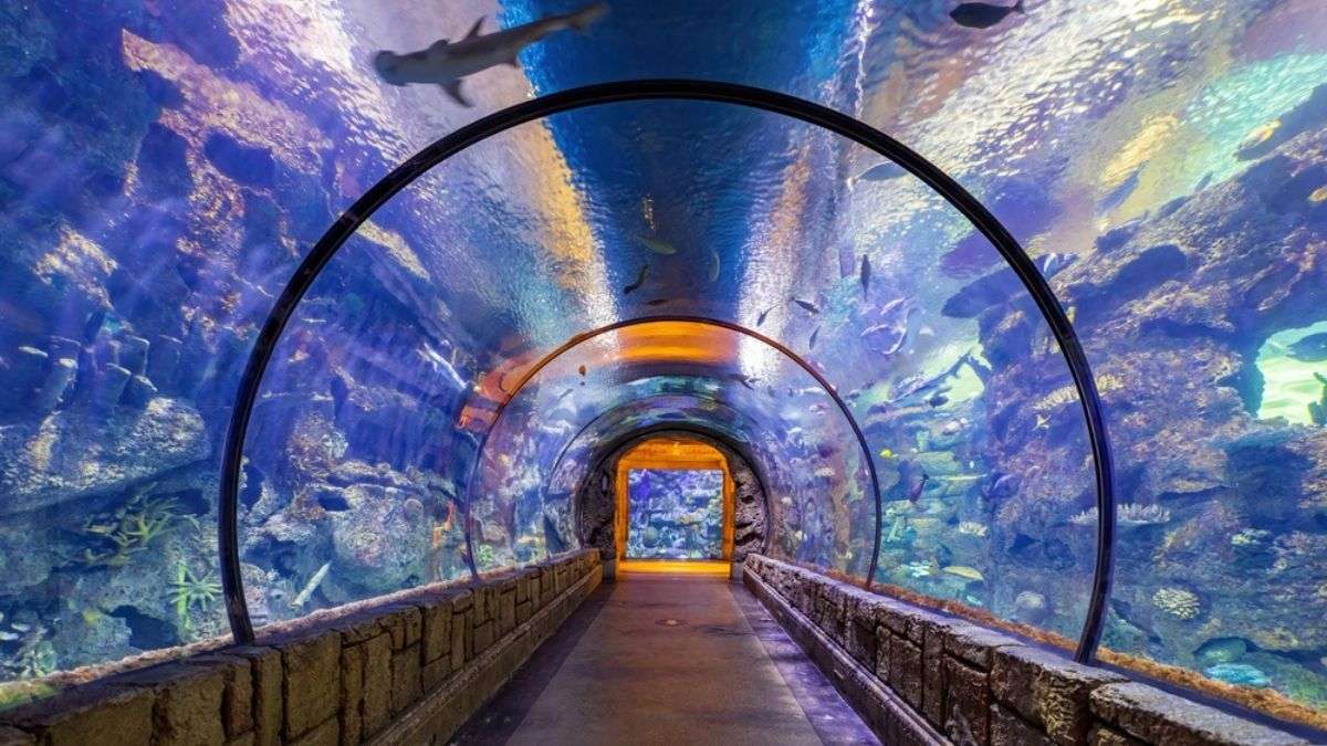 Shark Reef Akvaryumu, Las Vegas'taki Mandalay Bay otelinin içindedir.