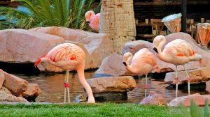 8 fun things to do in Las Vegas with your family – 6PARK.NEWS/UTAH