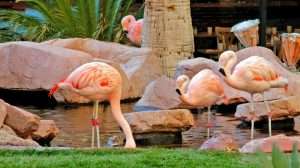 The Flamingo Wildlife Habitat is free at the Flamingo resort in Las Vegas.