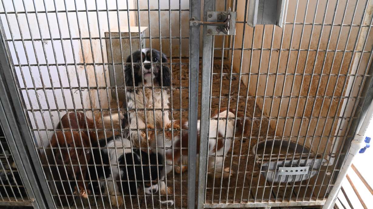 Utah County sheriff's officials say they found a total of 83 dogs that were in poor conditions at properties in Spanish Fork, Orem and Provo on April 14.