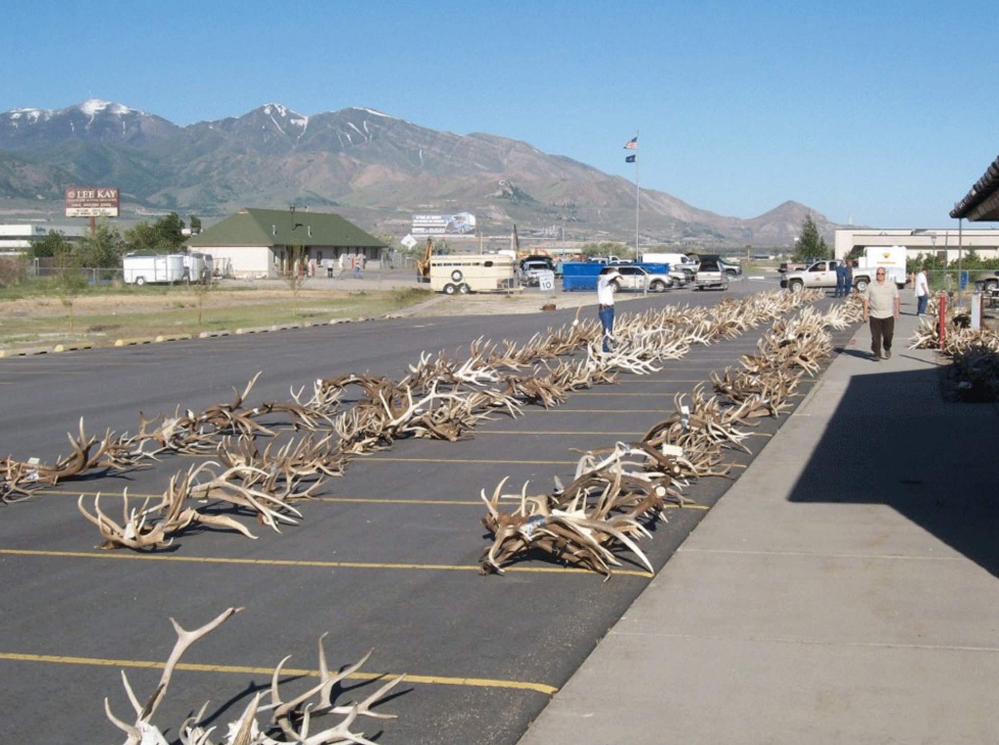 A photo of the 2016 antler auction hosted by the Utah Division of Wildlife Resources. This year's auction, which starts Monday and ends Tuesday, includes hundreds of antlers and furs.