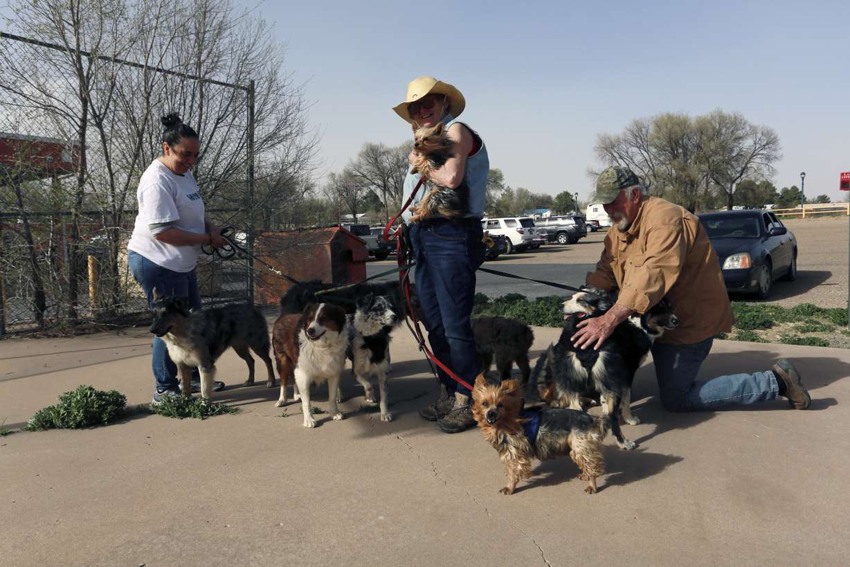 Maria Elena Valdez, left, a volunteer at a fire evacuation shelter in northeast New Mexico, helps Maggie Mulligan, center, and Brad Gombas walk and water nine of their dogs outside the shelter Friday, in Las Vegas, N.M. Mulligan and Gombas, of rural Ledoux fled their ranch but had to leave their horses behind and they're not sure when they can go back. Mulligan, a dog breeder, had five puppies in the back of her SUV.