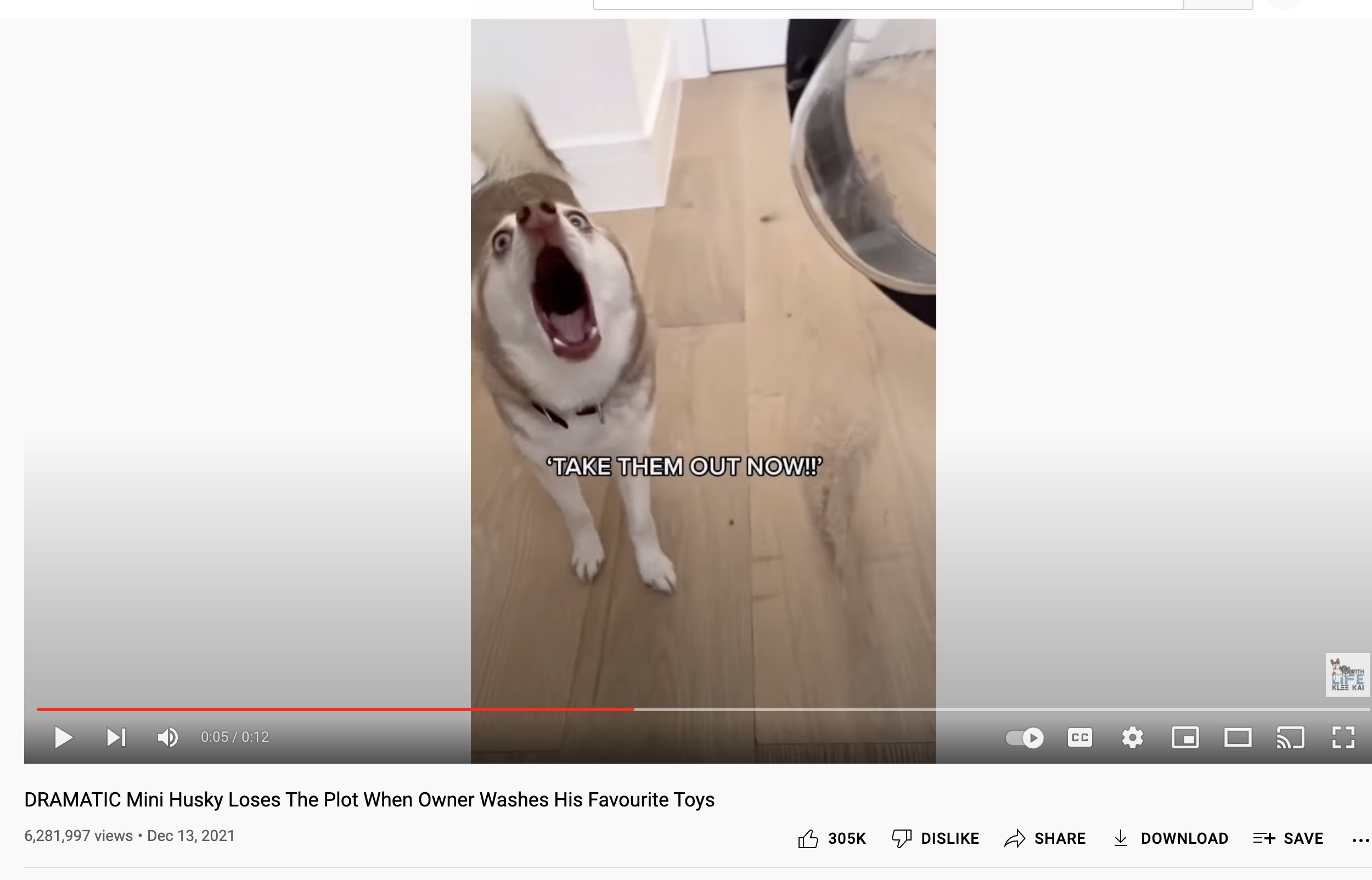 Copper, an Alaskan Klee Kai, completely loses his cool when his mom is about to wash his toys.