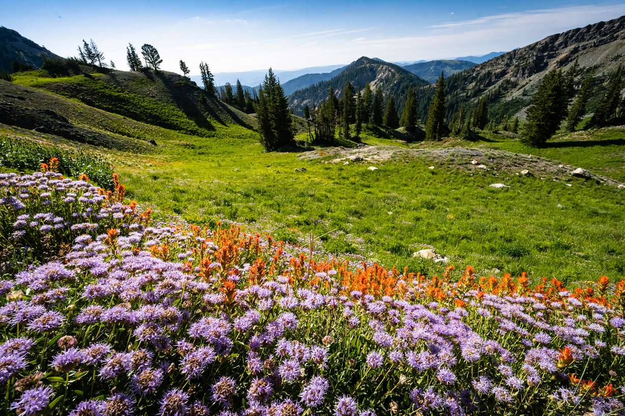 Earn $20-$30 per hour and a season pass at Snowbird this summer