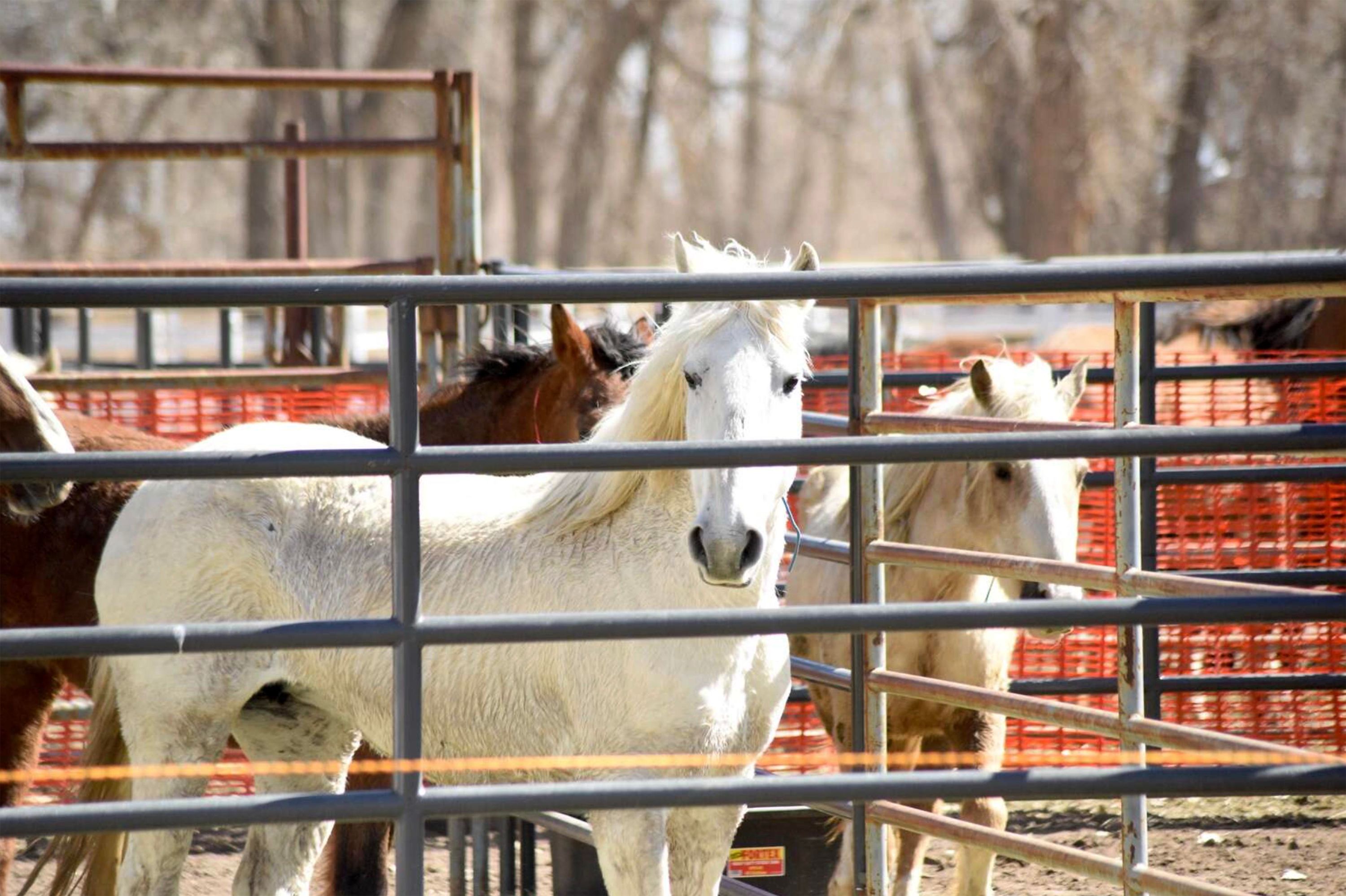 Horses stand in corrals waiting to be adopted in March as part of the Bureau of Land Management’s first auction for horses gathered from the Sand Wash Basin in the fall of 2021. Horses primarily impacted at this time by a mysterious illness are from the West Douglas herd.
