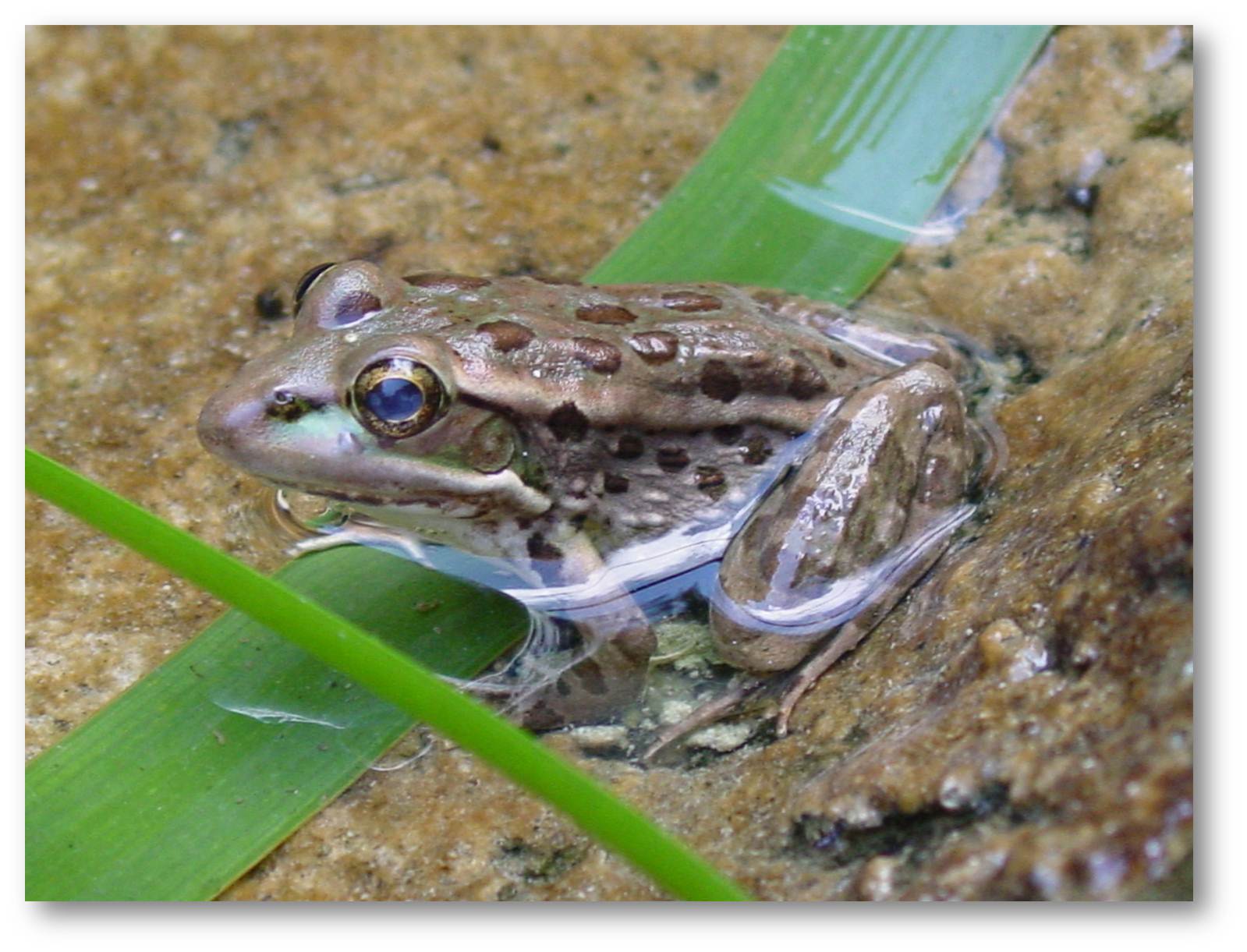 A photo of a relict leopard frog in the wild. The endangered species, native to Utah, Arizona and Nevada, is the focus of a 10-year reintroduction project announced Thursday.