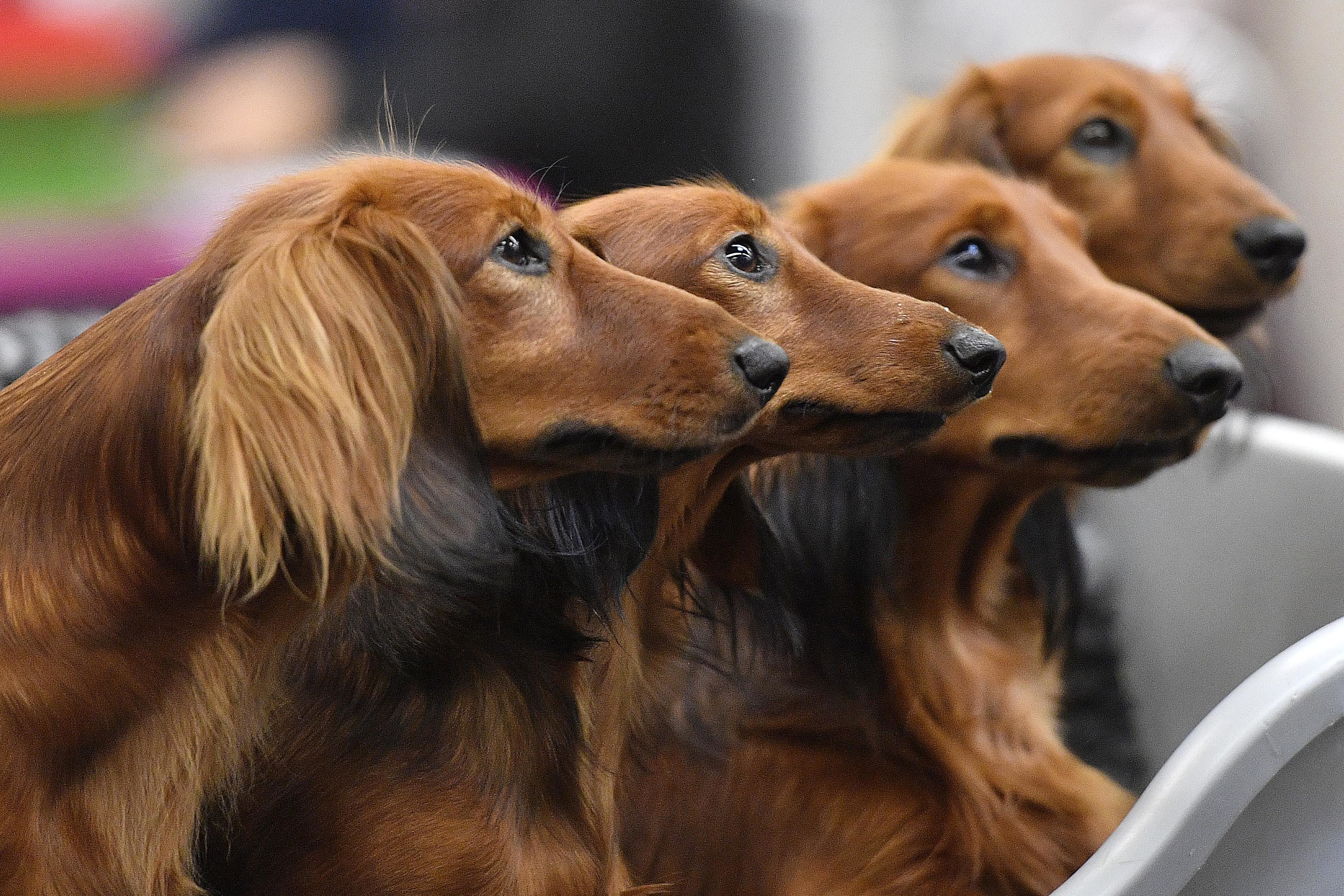 Dachshund dogs wait in a box before competition at a dog show in Dortmund, Germany, on Oct. 13, 2017. A new study has found that many of the popular stereotypes about the behavior of specific breeds aren’t supported by science.