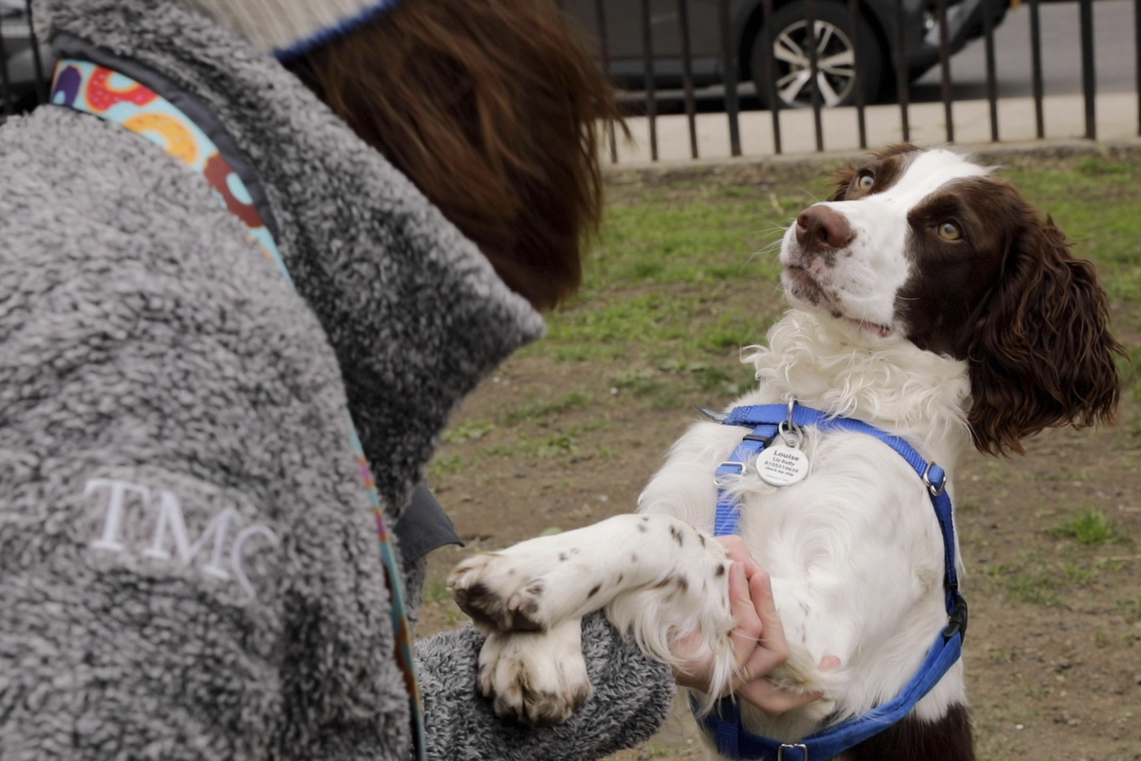 Elizabeth Kelly plays with her English springer spaniel, Louise, at McCarren Park in the Brooklyn borough of New York, on Tuesday. Kelly says Louise is "friendly, but she's also kind of the queen bee." A new study has found that many of the popular stereotypes about the behavior of specific breeds aren’t supported by science.