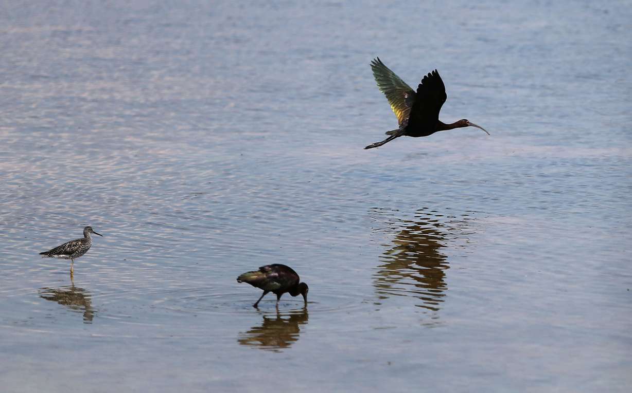 A white-faced ibis through the Bear River Watershed Conservation Area on June 28, 2016. The section of the Great Salt Lake by the conservation area is the world's largest breeding area for the species.