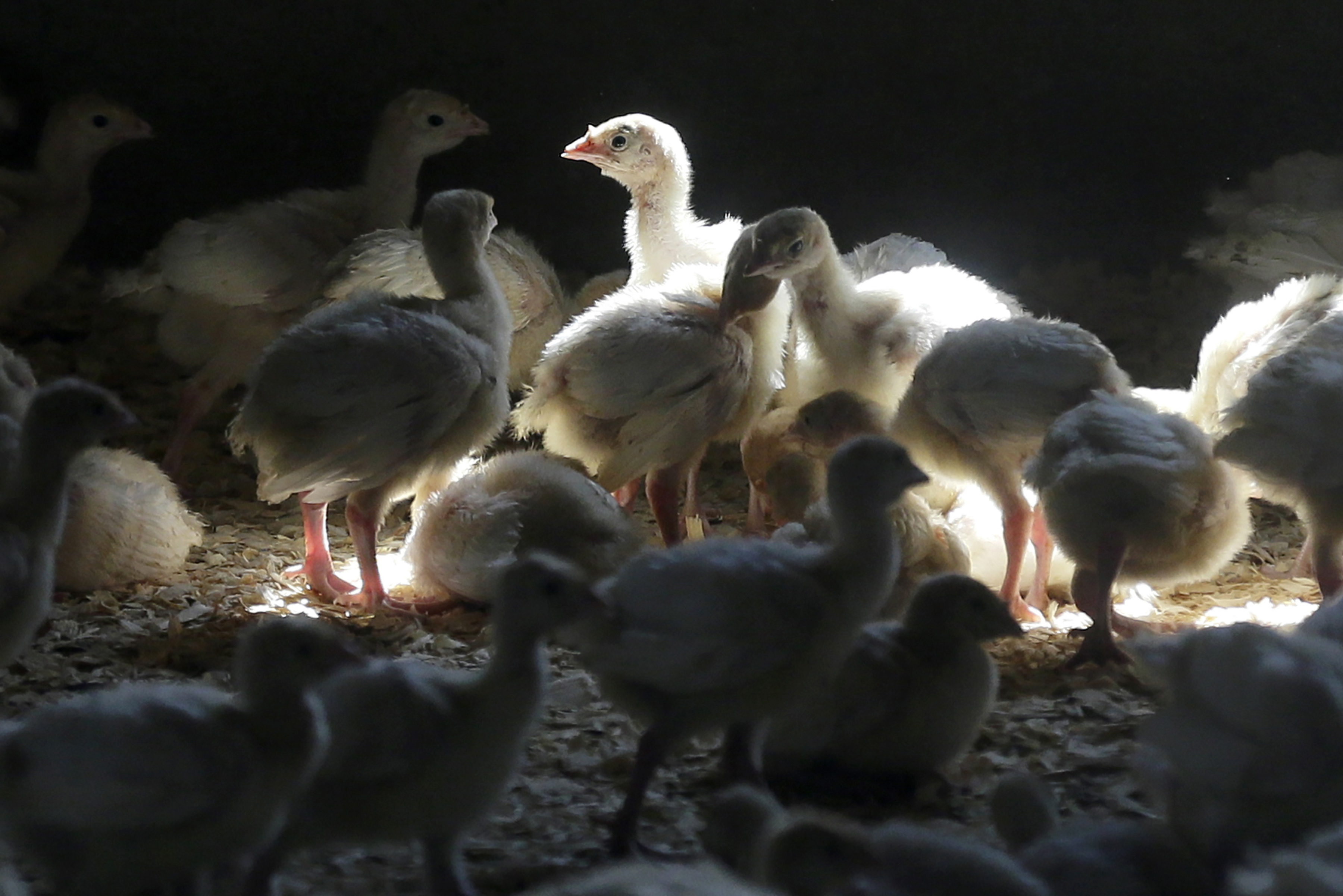 Turkeys stand in a barn on a turkey farm near Manson, Iowa, on Aug. 10, 2015. A Colorado prison inmate has tested positive for bird flu in the first confirmed case of a human being infected with the disease that has resulted in the death of millions of chickens and turkeys, the CDC says.