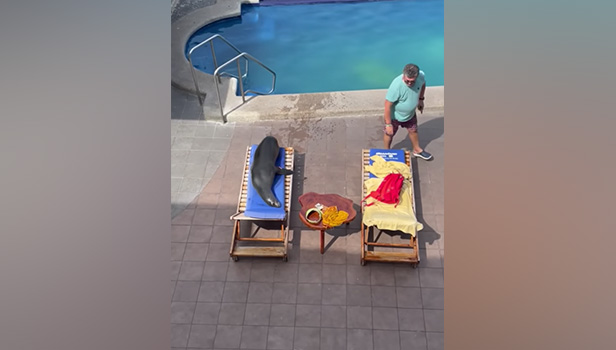 Not only does this sea lion want to take a nice swim in the pool, he also wants to lounge about.