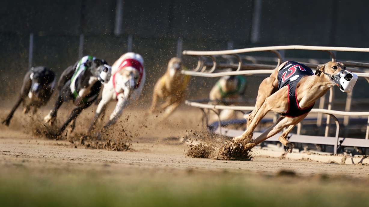Greyhounds compete in a race at the Iowa Greyhound Park, Saturday, April 16, 2022, in Dubuque, Iowa. After the end of a truncated season in Dubuque in May, the track here will close. By the end of the year, there will only be two tracks left in the country.