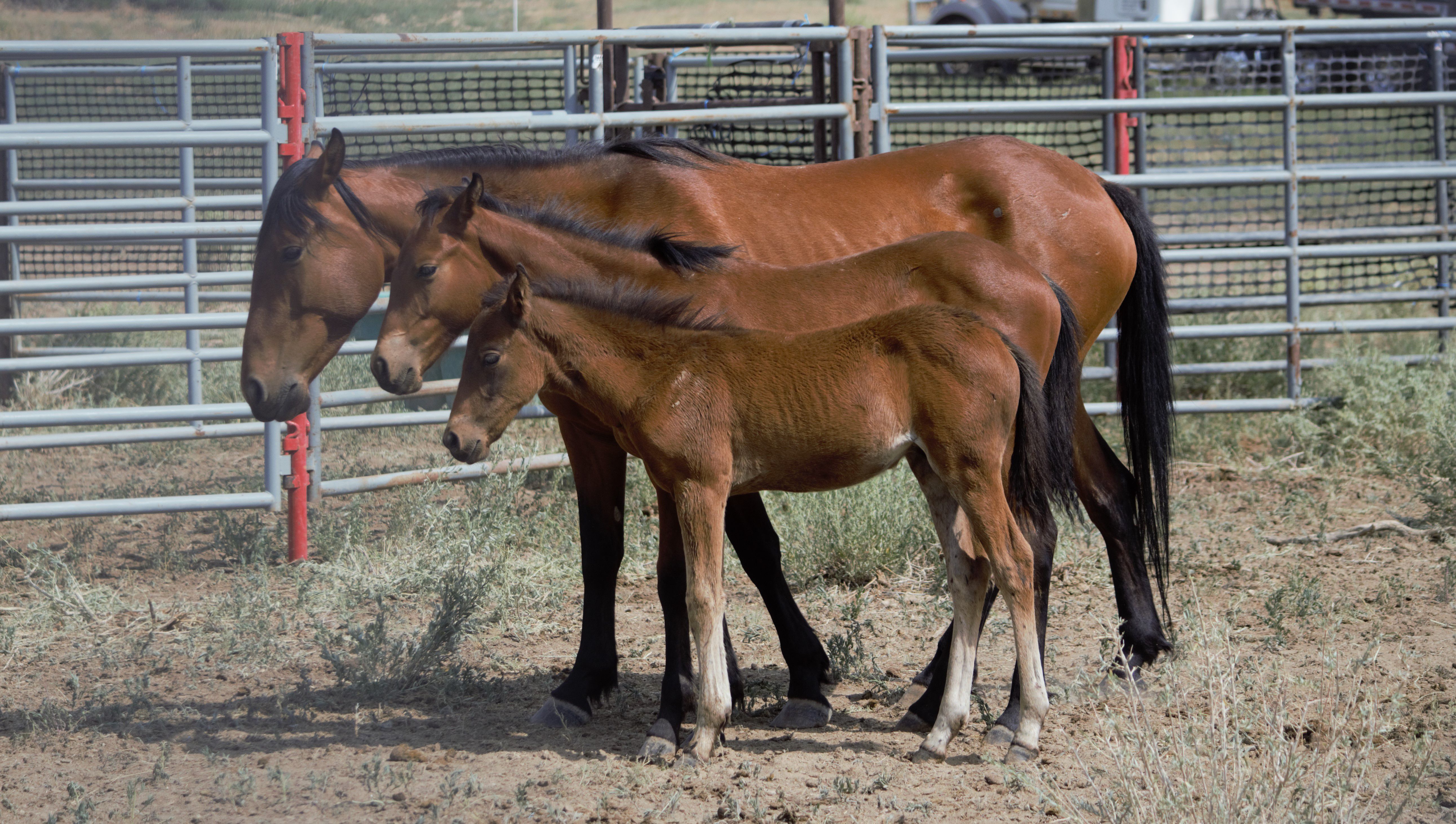 Horses from the West Douglas herd that were rounded up in the summer of 2021 after the Oil Springs Fire charred their normal habitat.