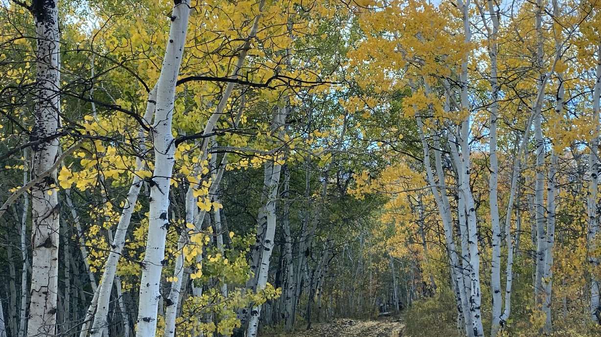The Cinnamon Creek Wildlife Management Area in Cache County is pictured on Nov. 15, 2021. Improvements to the area, which the state acquired last year, are among the 91 projects funded for the next fiscal year from revenue generated by hunting and fishing permit sales.