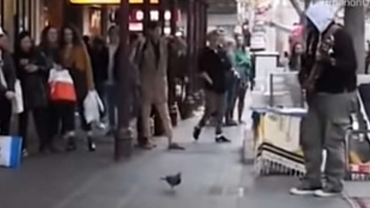 The pigeon appears to have been filmed on the street as it enjoyed listening to a busker playing Robin Thicke’s Blurred Lines in this video posted to YouTube in January 2019.