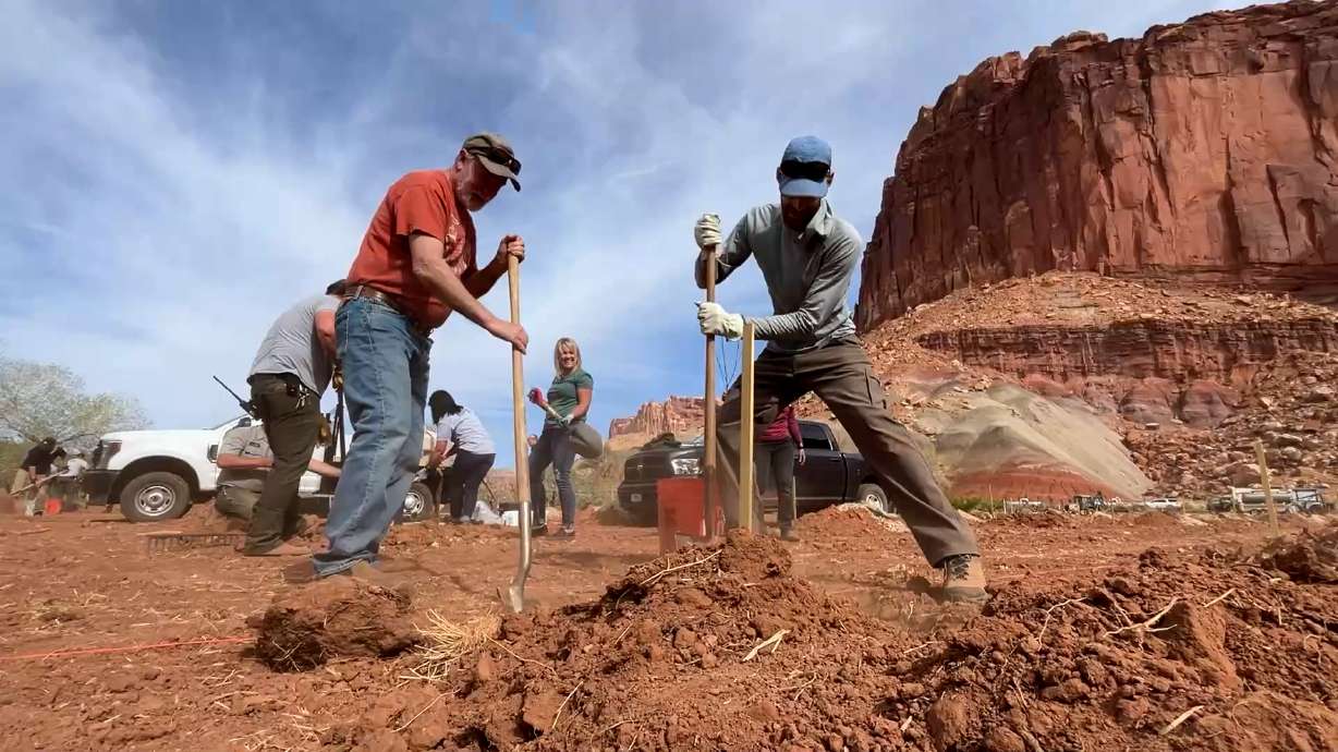 Volunteers will be replanting the original orchards in the Capitol Reef National Park to preserve them.