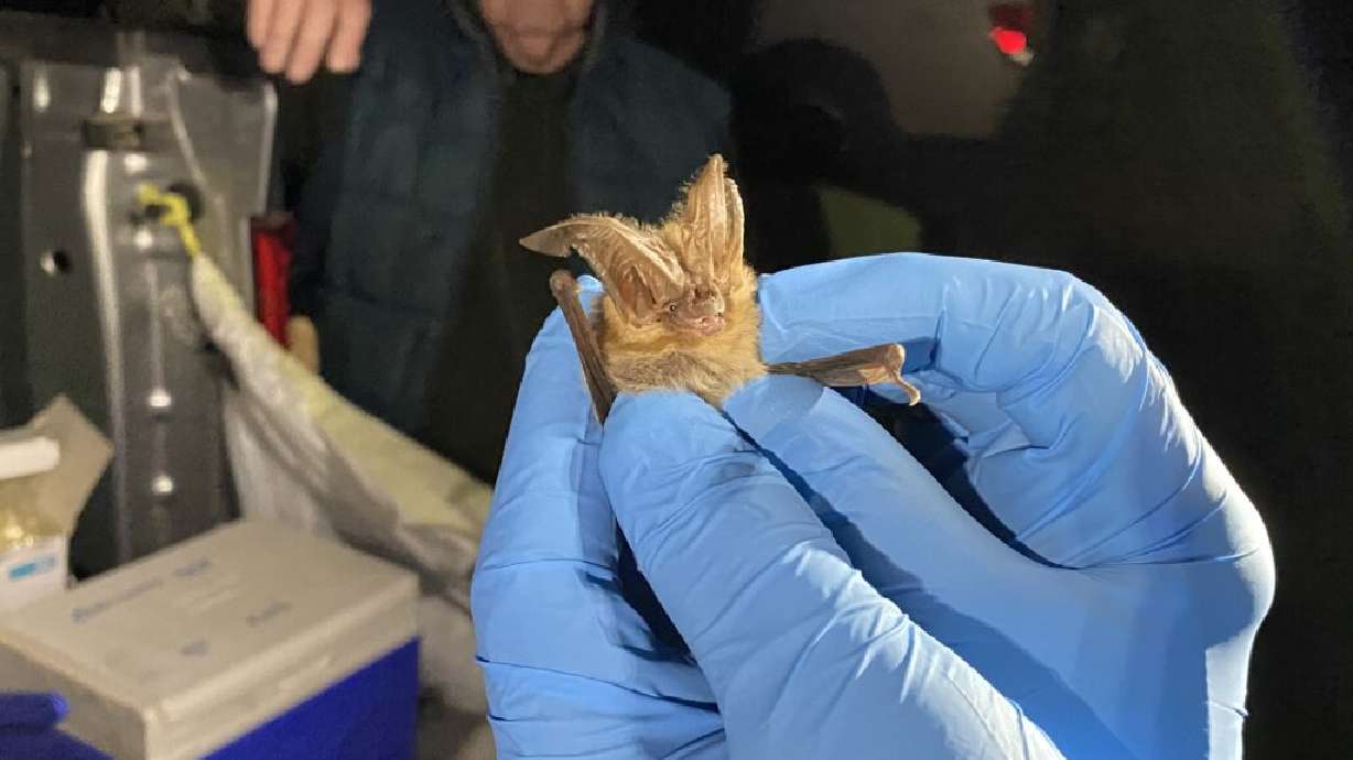 Townsend's big-eared bat, like this specimen captured during the survey on April 25, are identified by their disproportionately large ears that can appear like ram's horns.