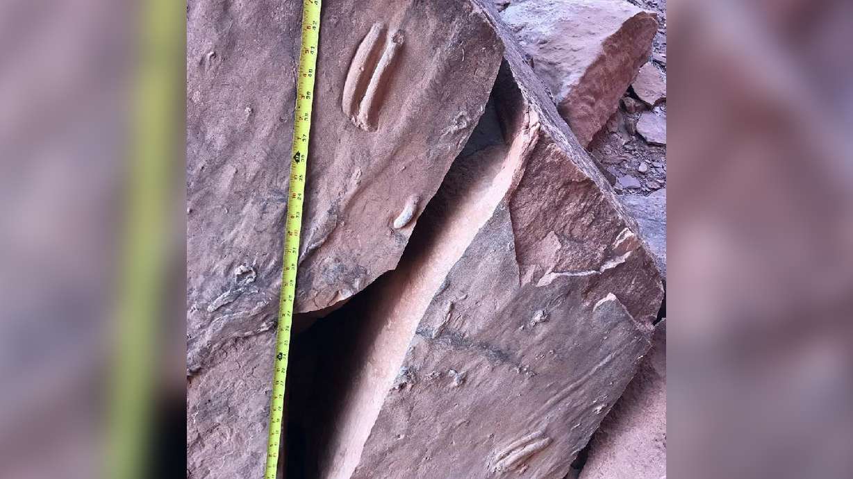 A photo of a rock where a set of reptile track fossils was stolen between August 2017 and August 2018. Park officials say the fossil was at least 200 million years old.