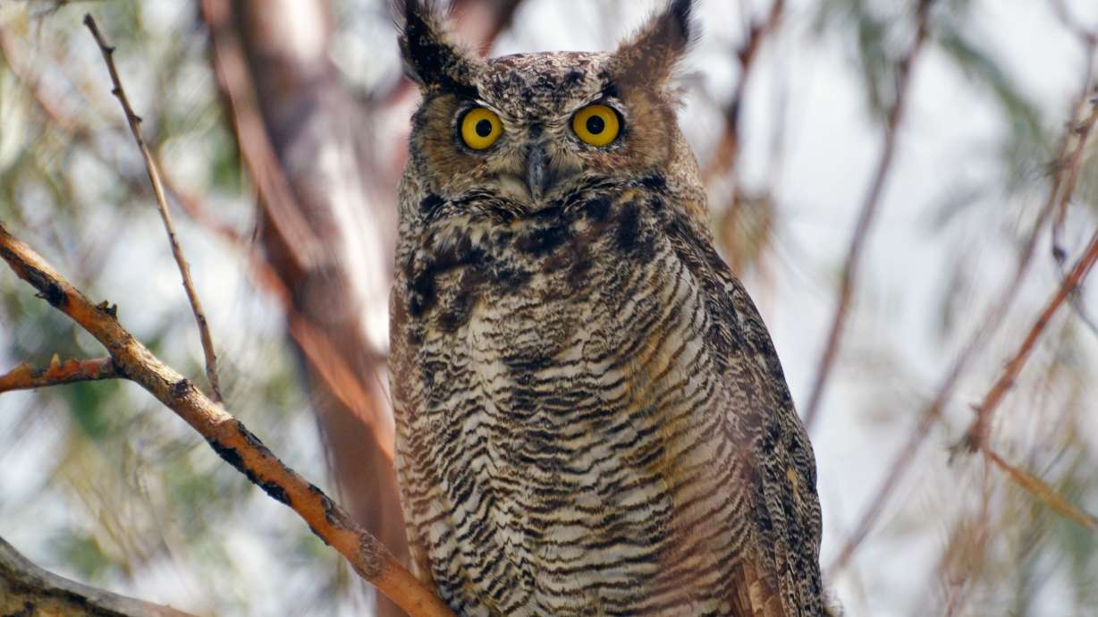 A photo of a great horned owl in Utah's wild taken in 2018. Utah Division of Wildlife Resources said a great horned owl found dead in Cache County died from the avian flu breakout across the country.